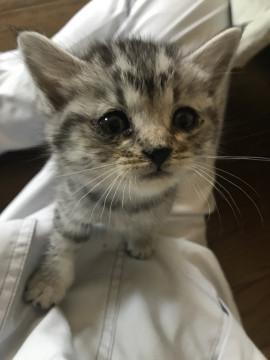 Ｈ30.5.19に保護したての子猫です