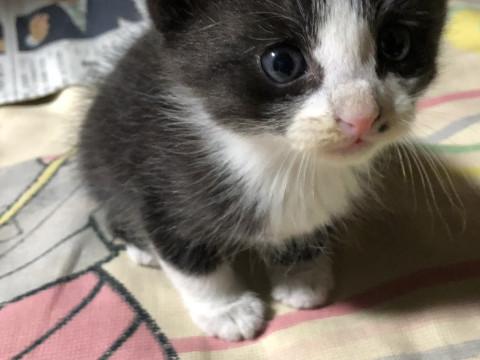 可愛い赤ちゃん猫