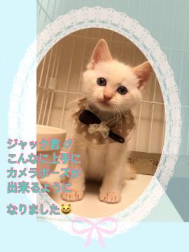 綺麗なブルーな目のジャック