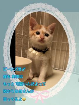優しいビーンズくん