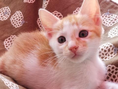 ちびちびかわいい茶白の女の子