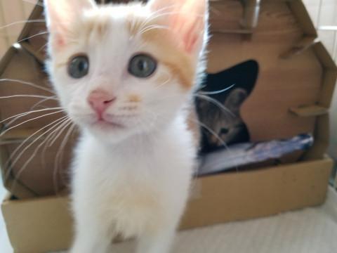 ちびちびかわいい茶白の男の子