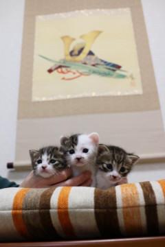 離乳完了！1ヶ月の3兄弟