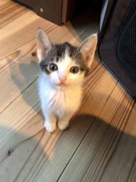 白キジの女の子