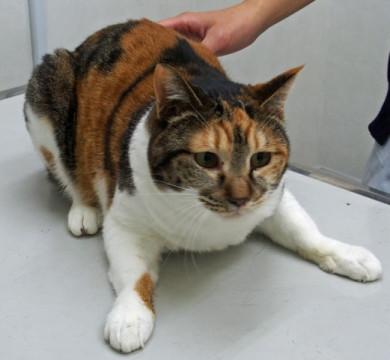 飼い主入院！残されたおっとり白三毛ちゃん