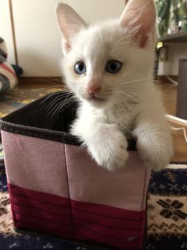 可愛い 目が青い 子猫