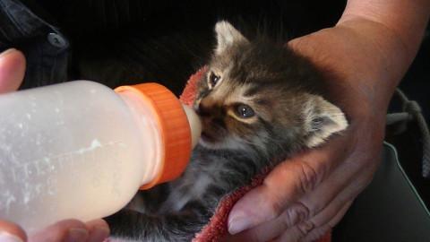 赤ちゃん猫です。