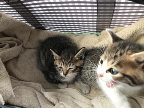 サバトラちゃん 生後1カ月