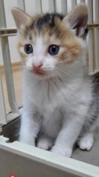 4/14生まれ　兄妹二匹、又は母娘二匹