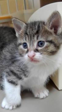 4/14生　兄妹、兄弟、母娘二匹ペアで