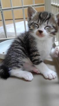 4/14生　兄妹、兄弟、母娘二匹ペアで