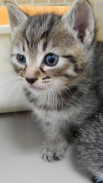 4/14生　兄妹、兄弟、母娘二匹ペアで