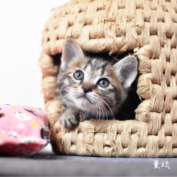 スペシャルあまえんぼさん