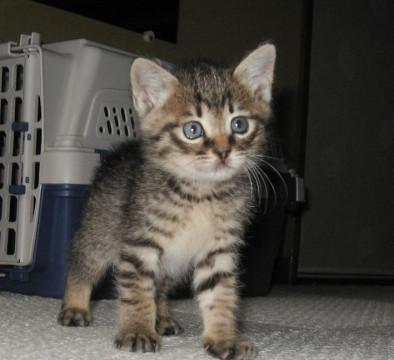 得意技はプニプニ肉球でタックル！