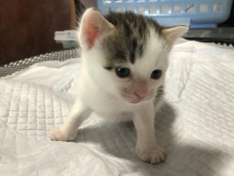 キジ×白可愛い女の子