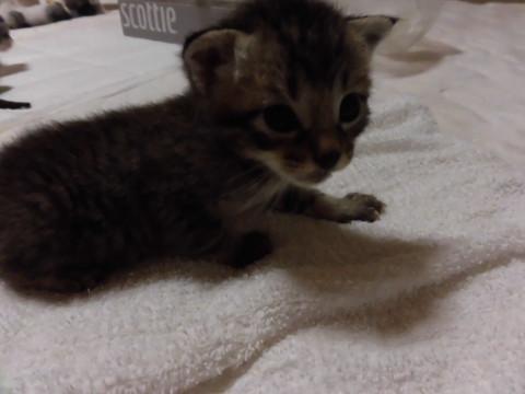 5月8日生の（推定）キジトラの男の子