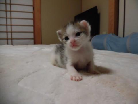 5月8日生の（推定）キジシロ男の子