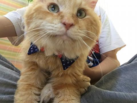 最後の家族になって下さいませんか