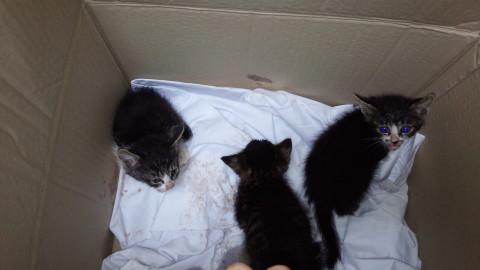 三匹のキジトラギジシロさん