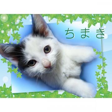 ゴロゴロ♪ちまきくん