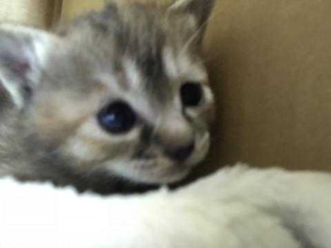 生後１ヶ月の甘えたモカトラ＊お写真追加
