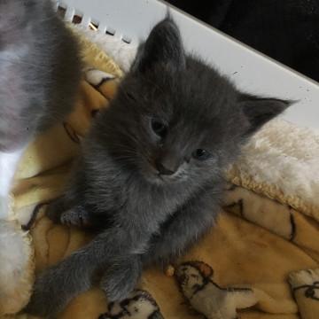 ふわもこグレーちゃん