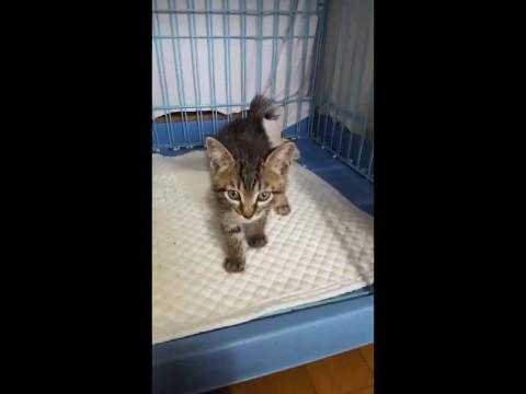 キジトラの子猫