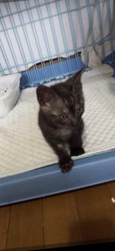 かわいいチャコールグレーの子猫