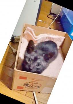 チャコールグレーの子猫