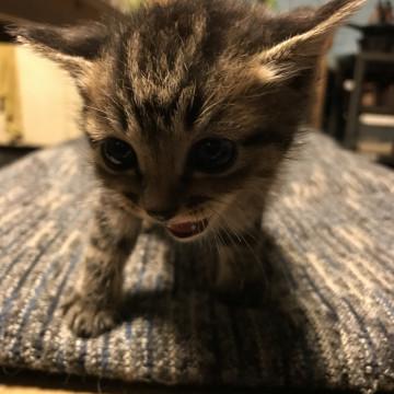 かわいいキジトラです