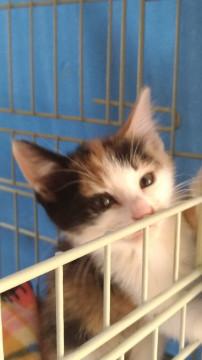 キレイな三毛ちゃん