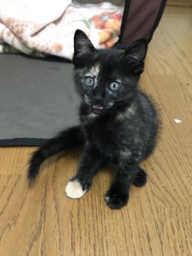 さびちゃん
