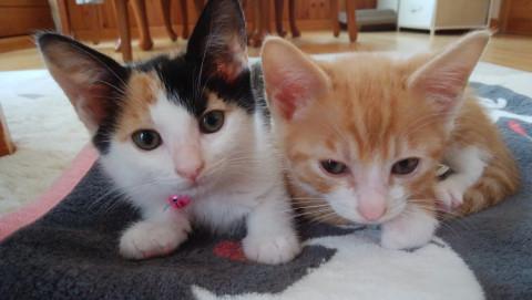 生後2ヶ月兄妹里親募集♪