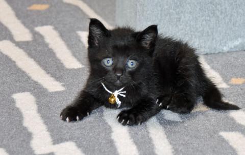 基本黒ですが、明るい光の