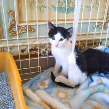 可愛いハチワレ美猫ちゃん