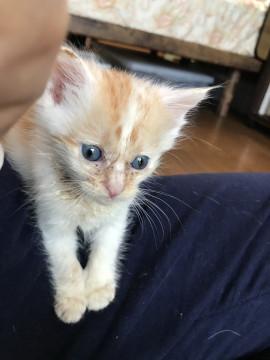 やんちゃなコショウちゃん（動画有り）