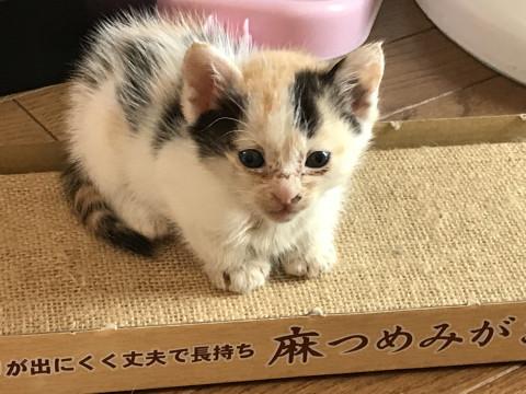 おてんばケッケの里親さん募集