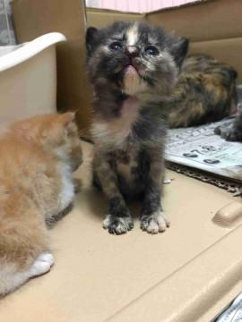 ＧＷに生まれた子猫の里親募集
