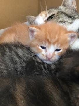 ＧＷに生まれた子猫の里親募集