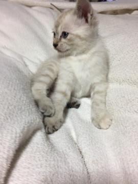 子猫募集しています［２匹。１匹でも可］