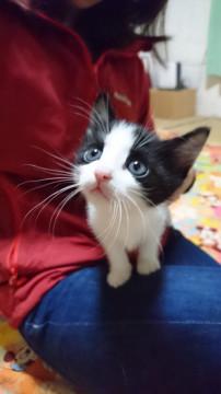 白黒はちわれ美形の男の子