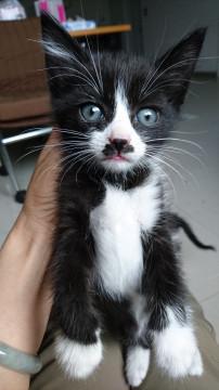 白黒はちわれ・女の子なのにヒゲが（笑）