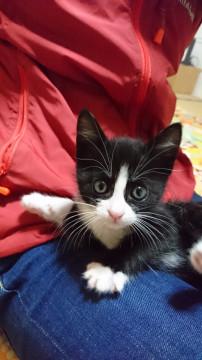 白黒はちわれ・黒タキシードを着た女の子♪