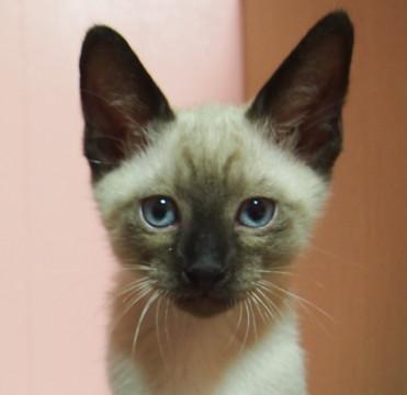 シャム猫っぽい男の子♂