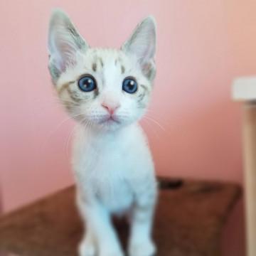 ホワイトタイガーみたいなゆず君♂