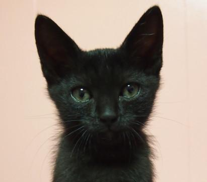 大人気！黒猫の女の子♀