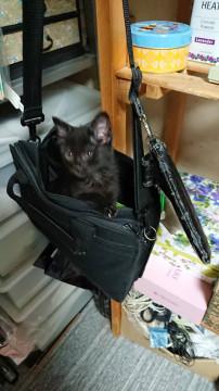 ちょっとやんちゃな子猫です
