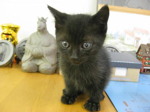 オス黒猫ちゃん