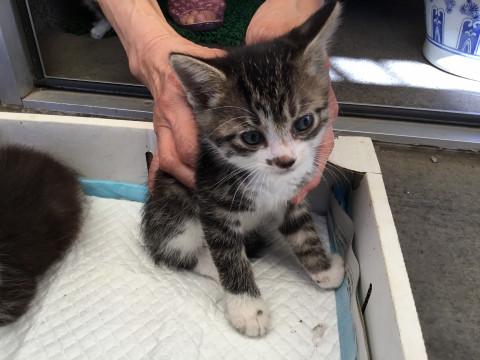 好奇心いっぱいの元気な仔猫です。