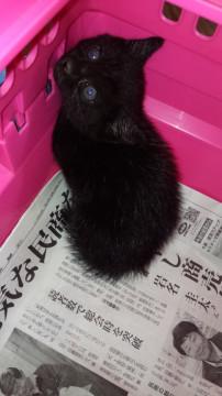 黒の子猫ちゃん